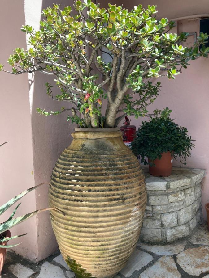 نساكيون Aliki'S Comfortable Holiday Apartments-Great Location المظهر الخارجي الصورة